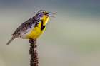 Meadowlark singing at the National Bison Range in Moiese, Montana, USA. Art Print